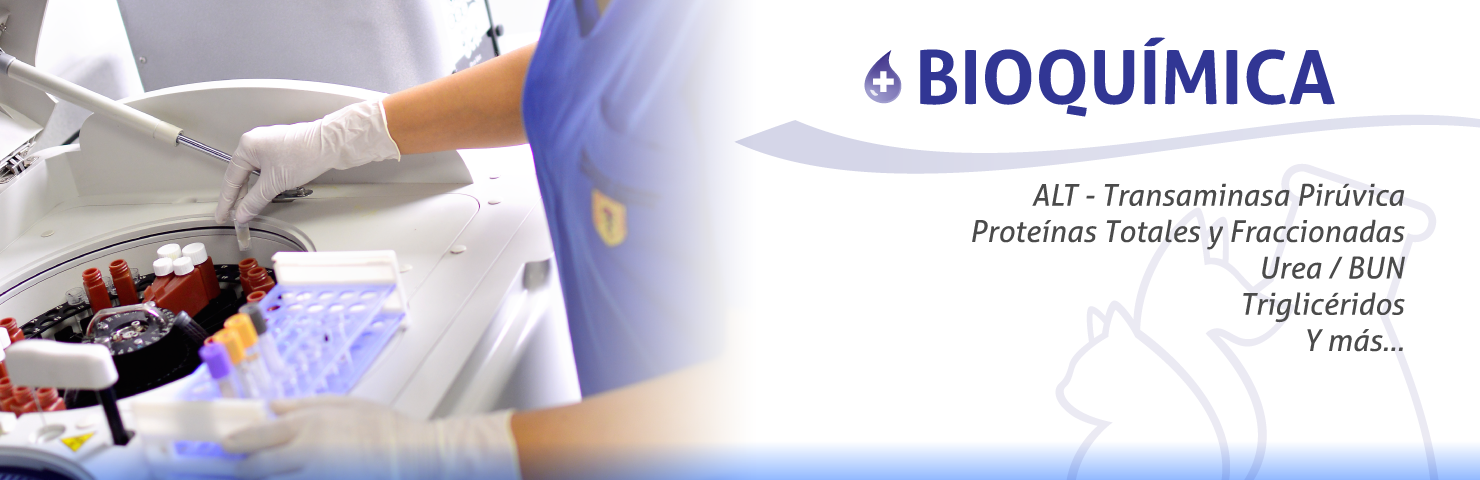Vet Support Bioquimica